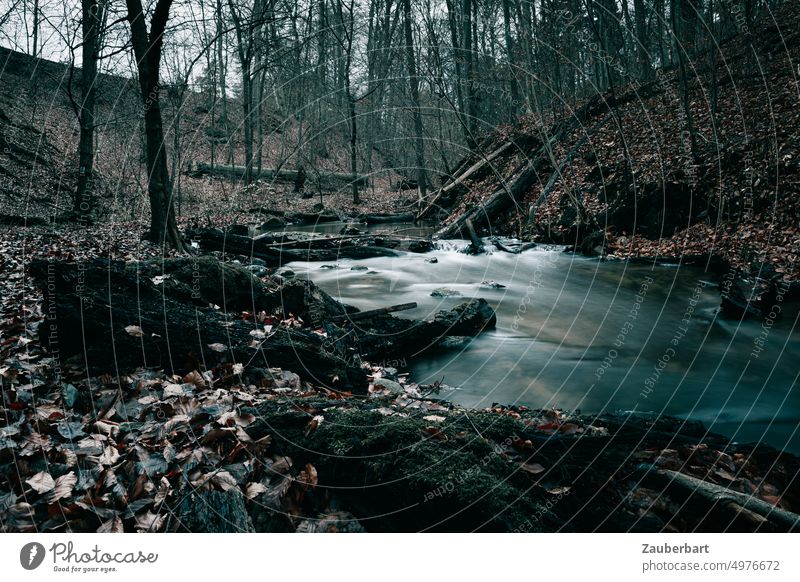 Bachlauf in einem düsteren Herbstwald Wald Wasser Wildwasser Blätter Bäume leuchtend Natur Wildbach kalt Langzeitbelichtung Strömung Fluss Brandenburg Fließ