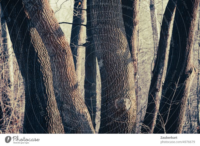 Eine Gruppe von Bäumen, nur die Stämme sind zu sehen, Baumrinde, Licht und Schatten im Wald Stamm Baumstamm Urwald Laubwald Natur vertikal stehen Stand massiv