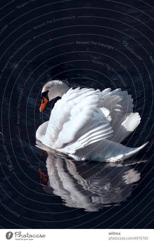 Der schöne Schwan schwimmen Spiegelung weiß Gefieder Im Wasser treiben Eleganz Schönheit majestätisch