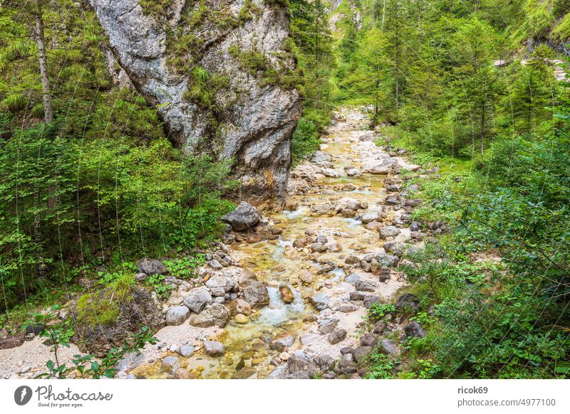 Die Almbachklamm im Berchtesgadener Land Alpen Gebirge Bayern Tal Klamm Bach Berg Felsen Gras Landschaft Natur Sommer grün Sehenswürdigkeit Urlaub Reise