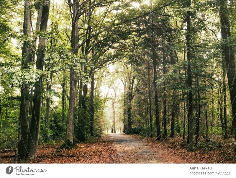 Herbstliche Stimmung im Wald Waldweg Waldbaden Stille im Wald Waldstimmung friedliche Stimmung Blätterdach Herbstwald Wege & Pfade Spaziergang Natur Erholung