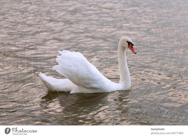 schöner Höckerschwan auf See allein Tier aquatisch Vogel Vogelwelt Schönheit Vogelbeobachtung Windstille cygnus Morgendämmerung Abenddämmerung Eleganz elegant