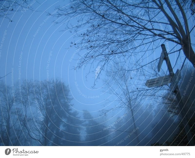 Wegweiser im Nebel Baum Herbst Trauer trüb Blatt kalt trist Märchen blau Natur spätherbst Traurigkeit Wege & Pfade Zauberei u. Magie Verhext Abend Morgen