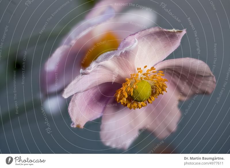 Blühende Herbstanemonen, Anemone hupehensis Blüte blühend rosa Gartenform Staude ausdauernd krautig Ranunculaceae Hahnenfußgewächse Nahaufnahme