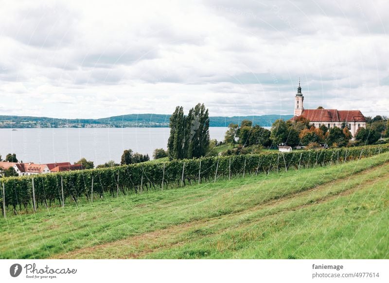 schee am Bodensee sehen wein weinbau weinanbau reben Rebstock Weinberg kirche Landschaft herbst Grün Felder Gras Natur malerisch Erholung