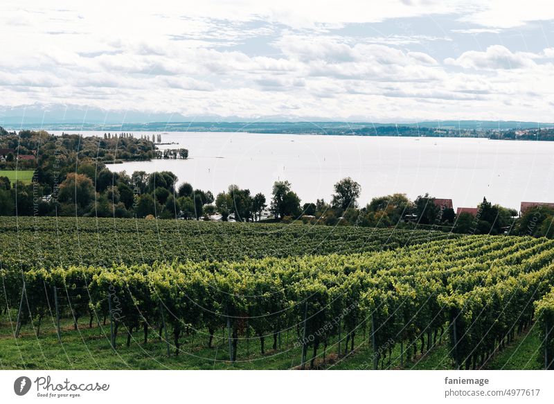 Bodensee-Panorama Landschaft Weinberg wein weinanbau kultivieren Grün Rebstöcke Wasser wolken herbst herbstlich Regenwetter kühl wolkig bewölkt Natur