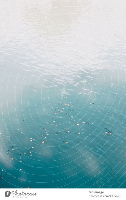 treibendes Laub sehen Bodensee laub Spiegelung Blätter fließend Wasser gelb türkis blau wasseroberfläche Lindau bodensee-region