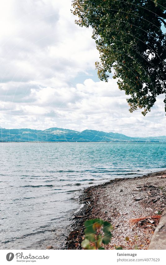 Blick auf den Bodensee Berge wolken baum Ufer Kieselsteine Natur Landschaft natürlich herbstlich Sommer sehen feuchter wellen türkis blau türkisblau Blätter