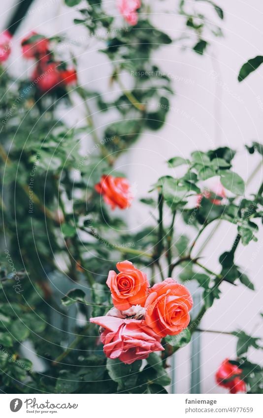 Rosenstock Lindau Blumen Pflanzen Blüten ranken wachsen blühen verrotten orange romantisch Romantik historisch Dunkelgrün Grün Zauberstab Hauswand Mauer