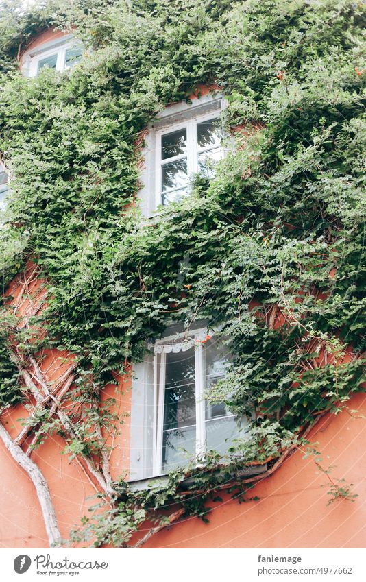 Ranken am Fenster komplementär Komplementärfarben orange Grün fenster ranken Pflanzen wachsen bewachsen Hauswand Fassade Lindau altstadt malerisch schoen