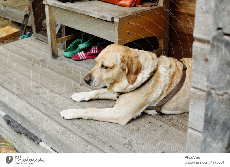 Blonder Labrador liegt auf der Veranda eines Bungalows aus Holz. Hund Tier Haustier blond lieb Tierporträt Außenaufnahme Farbfoto Nahaufnahme Fell Bretter