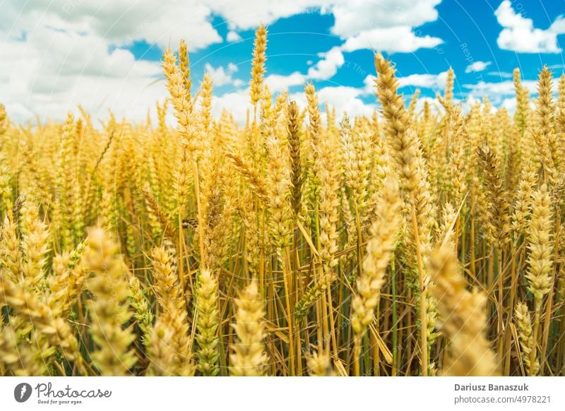 Weizenähren auf dem Feld und weiße Wolken am Himmel Ohr gelb Cloud gold blau Sommer Korn Ernte Ackerland ländlich Natur Ackerbau Müsli Bauernhof Landschaft