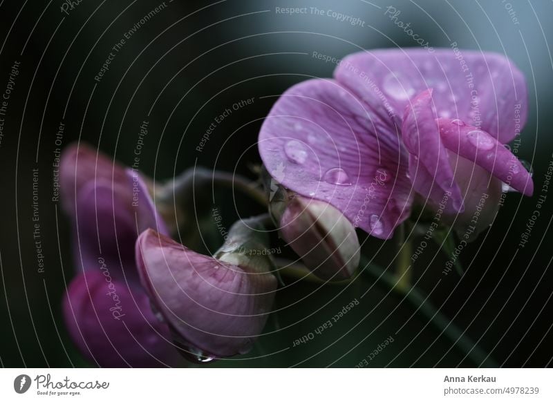 Eine rosafarbene Gartenwicke, bedeckt mit Regentropfen, vor dunklem Hintergrund Lathyrus odoratus L. Blüte rosa Blume rosa blüte rosa Blütenblätter Tropfen