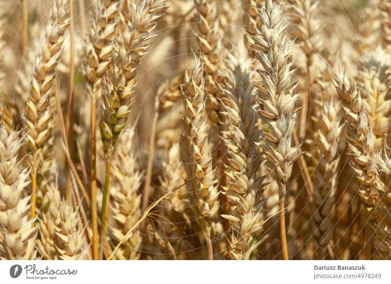 Nahaufnahme von Weizenähren an einem sonnigen Tag Ohr Feld Natur Hintergrund Sommer Müsli gelb Ackerbau Pflanze Ernte Brot reif Korn Wachstum Sonnenlicht Samen