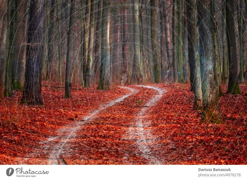 Eine schneebedeckte Straße durch den Wald und gefallenes Laub Schnee Blatt rot Baum Natur Holz Herbst Landschaft Saison Winter Weg kalt Laubwerk verschneite