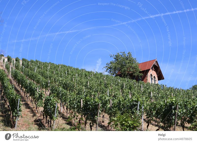 Weinberg mit Weinberghäuschen im Saale-Unstrut-Weinanbaugebiet Weinstock Weinrebe Pflanze Sachsen-Anhalt Freyburg Schuitz Reben Baum Himmel schönes Wetter