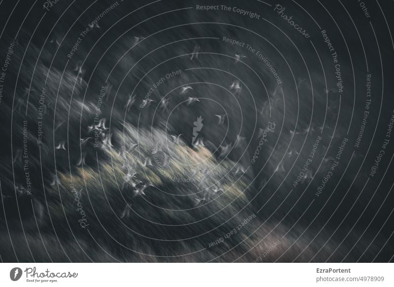 Schwarm Vögel fliegen Bewegungsunschärfe Unschärfe Schwarmverhalten Vogel Vogelschwarm Flug Vogelflug Freiheit Natur Vogelzug Tiergruppe Herbst frei viele Baum