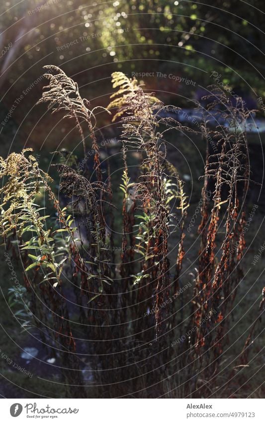 Halb vertrockneter Goldregen im Gegenlicht im Garten Gartenarbeit Menschenleer Außenaufnahme Farbfoto grün Natur Baum Laub Kleingarten Gartenglück Idylle