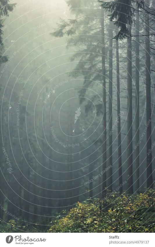 Wald im Nebel Nieselregen nebelig neblig Regen Herbstregen Wetter Nebelstille regnerisch Stille Waldbaden Baumreihe Schauer einsam Einsamkeit Nebelschleier