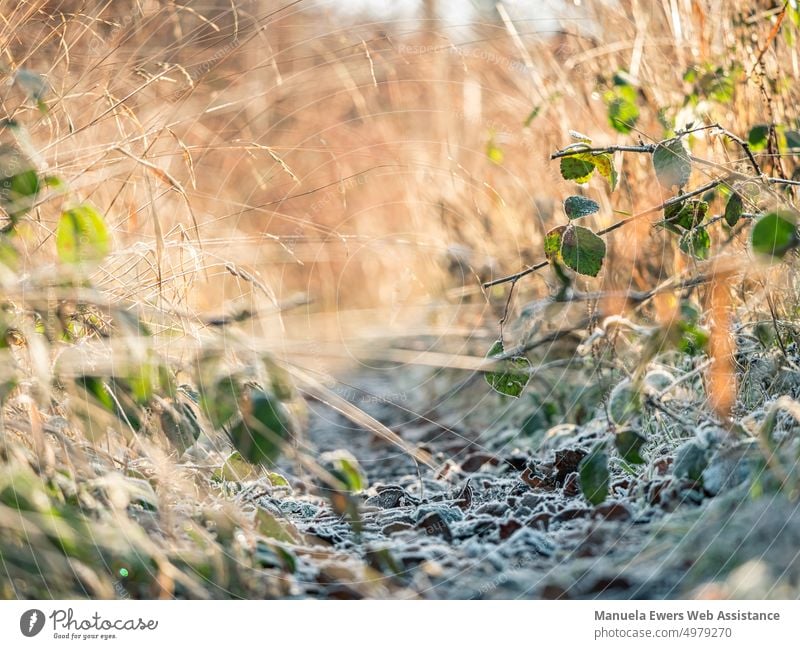 Zugewachsener Waldweg bei winterlichen Temperaturen zugewachsen waldweg pattweg wandern zu fuß trekking kalt raureif eiskalt hohes gras sonne sonnenaufgang