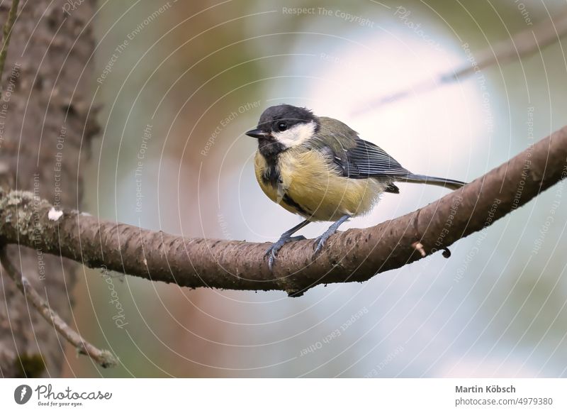 Kohlmeise sitzt im Baum auf einem Ast. Wildes Tier bei der Nahrungssuche. Tieraufnahme Vogel Lebensmittel Flügel Meise Tierschutz Gefieder Singvogel Feder