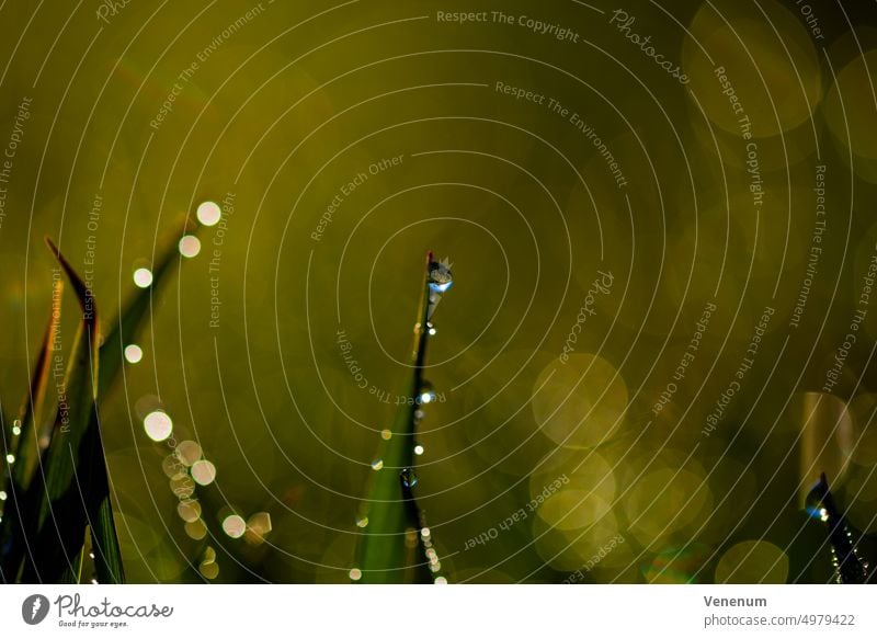 Nasses Gras mit Wassertropfen, Makrofotografie, schöne Blendenkreise, geringe Schärfentiefe nass Damp Regentropfen Farbe farbenfroh grün Natur Naturfotografie