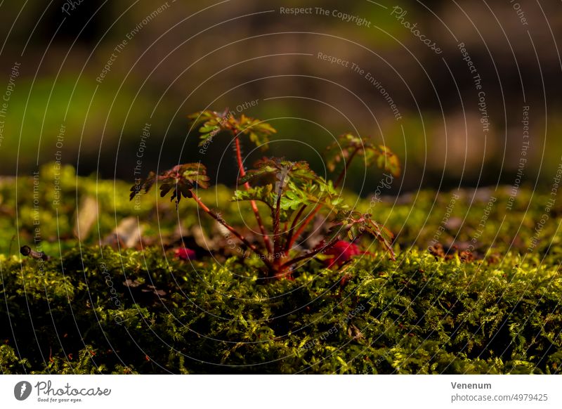 Kleine junge Wildpflanze wächst auf Moos im Frühling,Makrofotografie Natur Pflanze Pflanzen Wald grün rot Deutschland Makro-Fotografie Bokeh