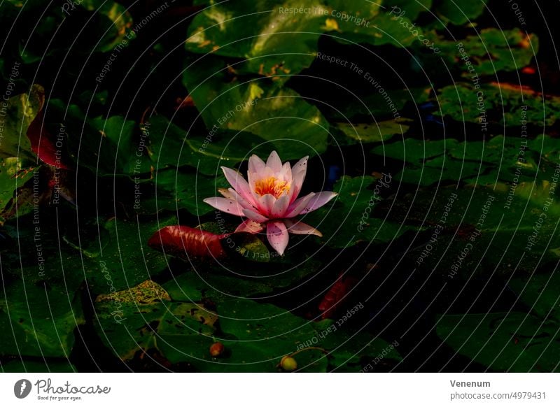 Offene Blüte einer Seerose im Sommer in Deutschland Seerosen Gelbe Seerose Pflanzen Blatt Wasser Teich im Freien Wasserspiegelung grün gelb Seerosenblatt