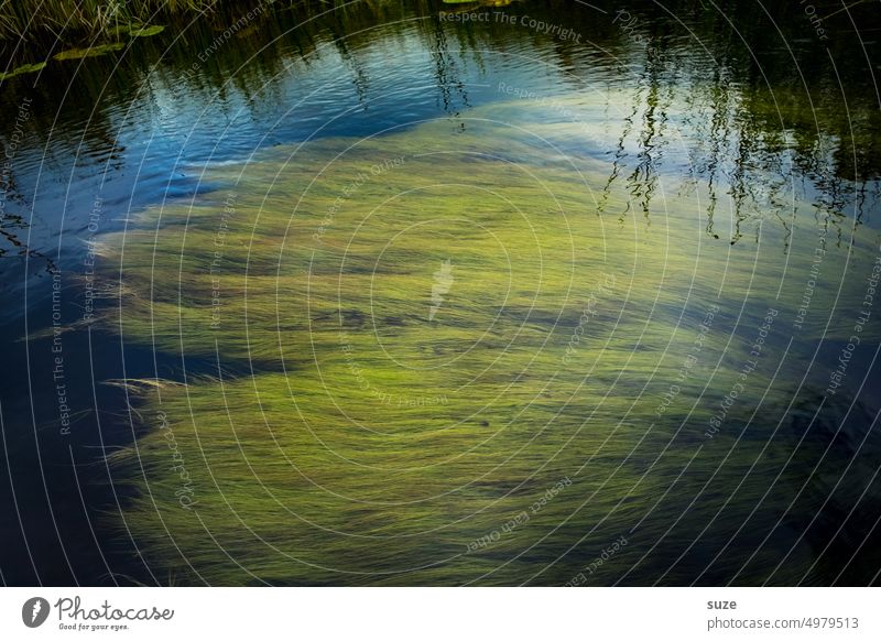 Arielles bad hair day Fluss Flussufer Unterwasser Wasser Natur Menschenleer grün Außenaufnahme Pflanze Unterwasserpflanze Landschaft Umwelt natürlich Farbfoto