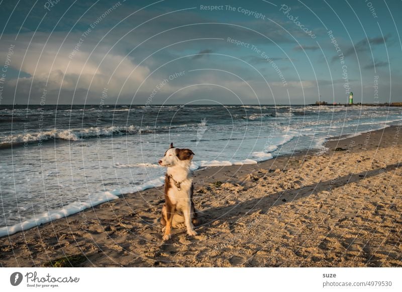 Das Schaf hat keine Locken … Hund Strand Küste Haustier Sand Meer Wind Mole Molenturm Warnemünde Ostsee Himmel Mecklenburg-Vorpommern Rostock Ostseeküste