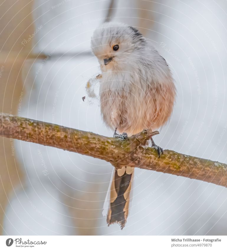 Schwanzmeise mit Nistmaterial im Schnabel Aegithalos caudatus Meisen Vogel Tiergesicht Flügel Krallen Kopf Feder Auge Wildtier Zweige u. Äste Baum