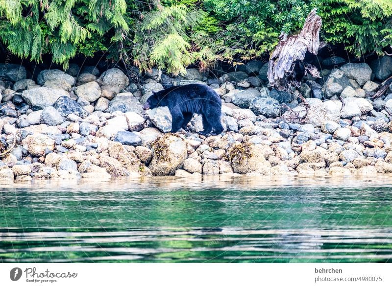 ein behrchen;)) Vancouver Island Meer Fernweh Ferne Ferien & Urlaub & Reisen besonders Tourismus fantastisch Farbfoto Nordamerika Natur Kanada Landschaft