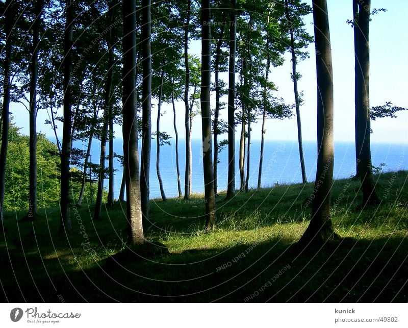 Siehst du das Meer vor lauter Bäumen nicht? Baum Rügen Wald Natur