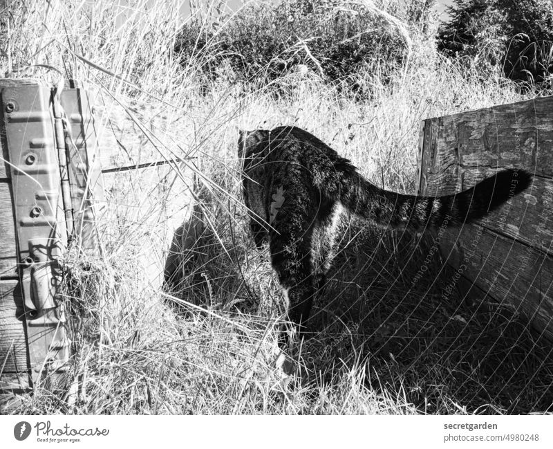 The cat in the secret garden Magie Kater Garten Schwarzweißfoto magisch Versteck Gras Jagd Zauberei u. Magie Natur grün geheimnisvoll Katze Tier Außenaufnahme