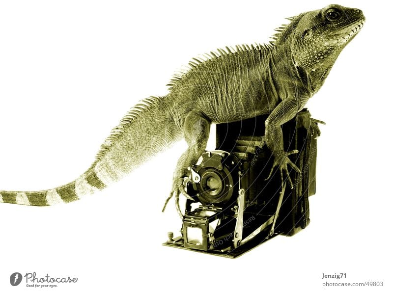 Kammeramann. Fotokamera Fotografieren Wasseragame Agamen Echsen Reptil Nostalgie Plattenkamera helge