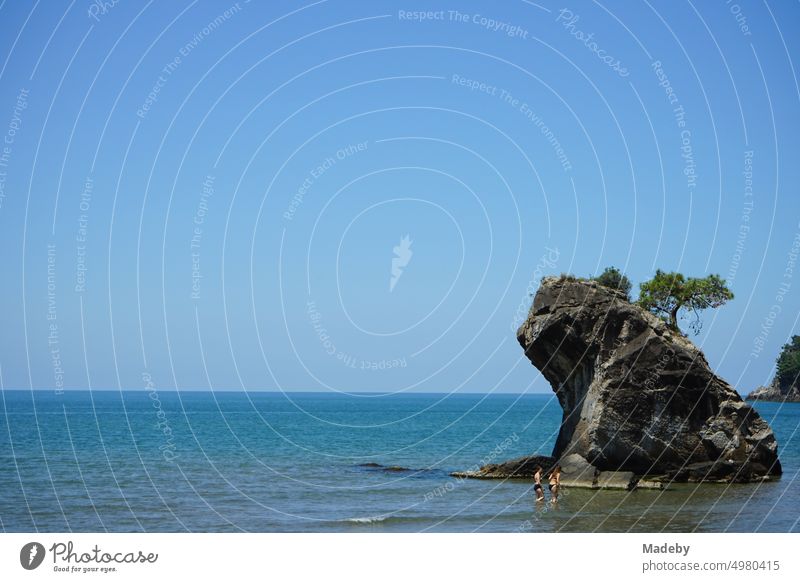 Schroffer Felsen mit altem Baum an der Schwarzmeerküste im Sommer bei Sonnenschein am Strand von Inkumu in der Provinz Bartin am Schwarzen Meer in der Türkei