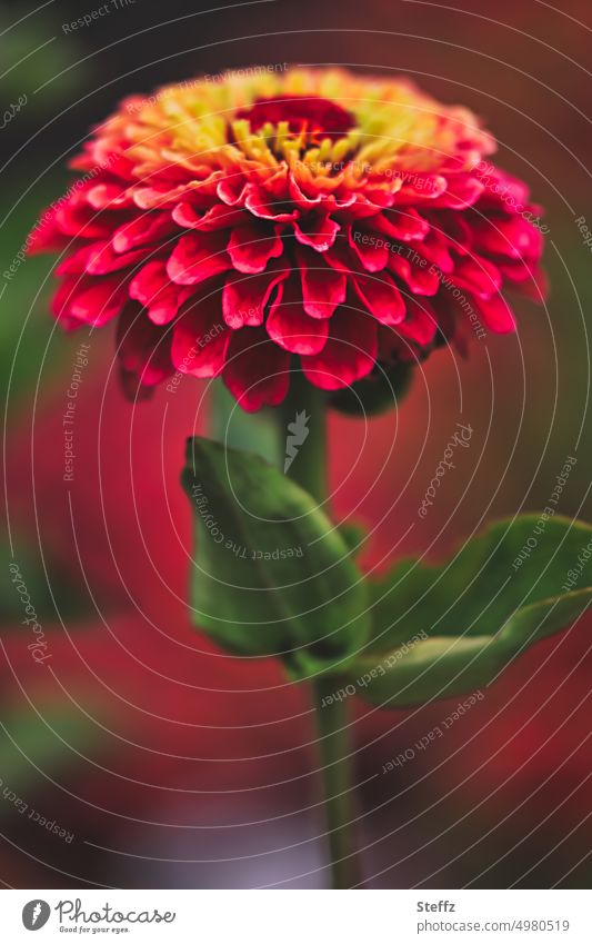 blühende Zinnie Zinnia Blume Blüte farbenfroh Juli Blütezeit rot rote Blume rote Blütenblätter Zierblume erblühen Zierpflanze Gartenblume dekorativ