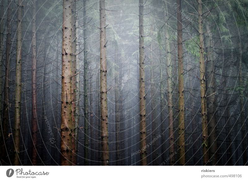 lost in trees Umwelt Natur Landschaft Pflanze Herbst Nebel Wald bedrohlich dunkel gruselig kalt blau Kraft ruhig Einsamkeit Farbfoto Gedeckte Farben