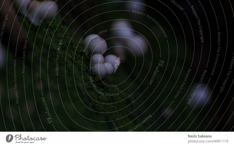 Lycoperdon pyriforme Pilze, im Wald als Stummelpilz bekannt apioperdon birnenförmig Herbst Hintergrund Basidiomycota braun häufiger Pilz Totholzpilze