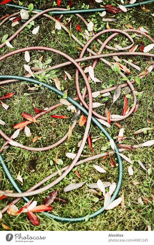 Wasserschläuche/ Gartenschläuche liegen wild gewunden und verschlungen auf dem Rasen mit Laub Gras Schlauch Gartenschlauch Wasserschlauch rot grün Pflanze