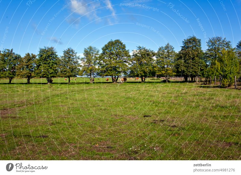 Kühe auf der Weide bauernhof herde kuh kuhherde kuhstall kuhweide milchwirtschaft nutztier portrait sommer tierportrait tor tür vieh weidefläche wiese gras