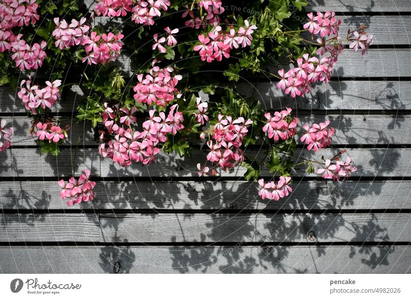 spätsommer am haus Haus Fassade Blumen Blumenkasten Fensterbank Geranien Hängegeranien Schatten Sonnenlicht Spätsommer Holz Holzfassade Häusliches Leben Gebäude