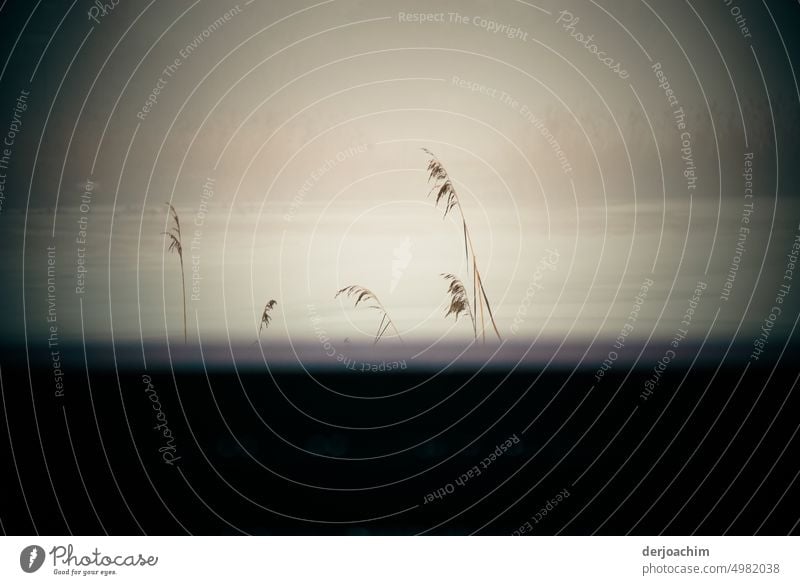 Zarte Gräser stehen am Weiherrand und wiegen sich leicht im  Abend Wind. Gräser im Wind Sommer natürlich Außenaufnahme Umwelt Wiese Gras Pflanze Farbfoto