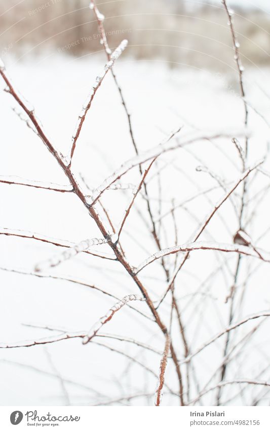 Zweige eines Laubgrases, Sträucher mit Eiskruste nach gefrierendem Regen, Fragment, Hintergrund Beeren Ast braun Buchse Nahaufnahme kalt Farbe Kristalle