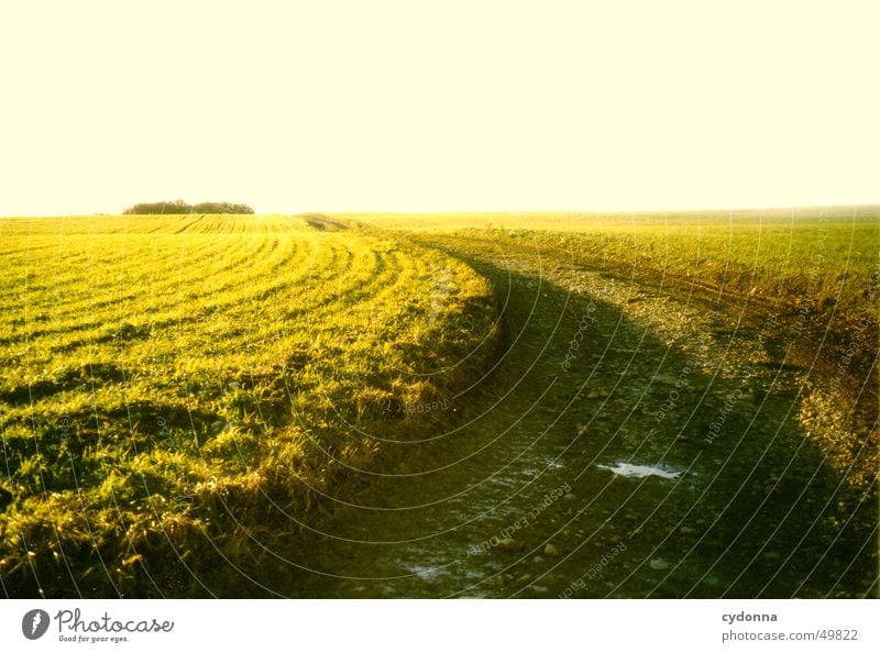 Feldweg Wiese Stimmung Licht grün Sommer Ferne Wege & Pfade Straße Sonne Landschaft