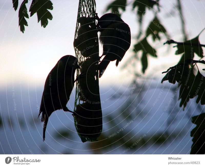 Abendschmankerl Vogel Luft Abendsonne Dämmerung Nacht ruhig trüb Futter lecker Abendessen Tier Romantik notwendig Außenaufnahme Natur fliegen Himmel Ernährung