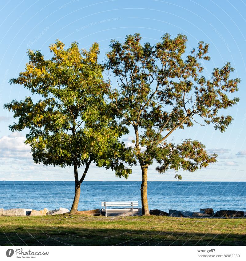 Leere weiße Sitzbank mit Blick auf die Ostsee Ostseeblick Strandpromenade leer Horizont Blauer Himmel Schönes Wetter 2 Bäume Meer Außenaufnahme Farbfoto