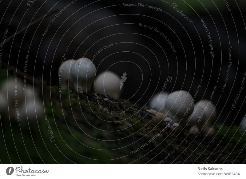 Lycoperdon pyriforme Pilze, im Wald als Stummelpilz bekannt apioperdon birnenförmig Herbst Hintergrund Basidiomycota braun häufiger Pilz Totholzpilze