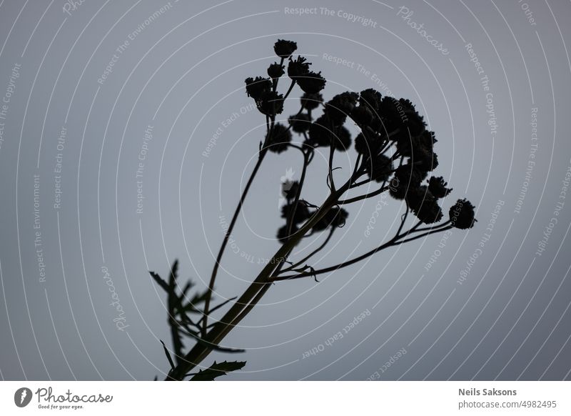 Tanacetum vulgare Silhouette gegen den Himmel Hintergrund schön Blütezeit Überstrahlung Nahaufnahme allgemein Feld Flora geblümt Blume Garten Gras grün Kraut