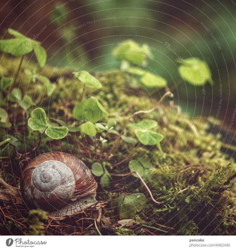 stilles glück Schnecke Weinbergschnecke Klee Glücksklee Ruhe Wald zurückziehen Schneckenhaus Nahaufnahme Tier langsam Natur Moos Makroaufnahme Dämmerung